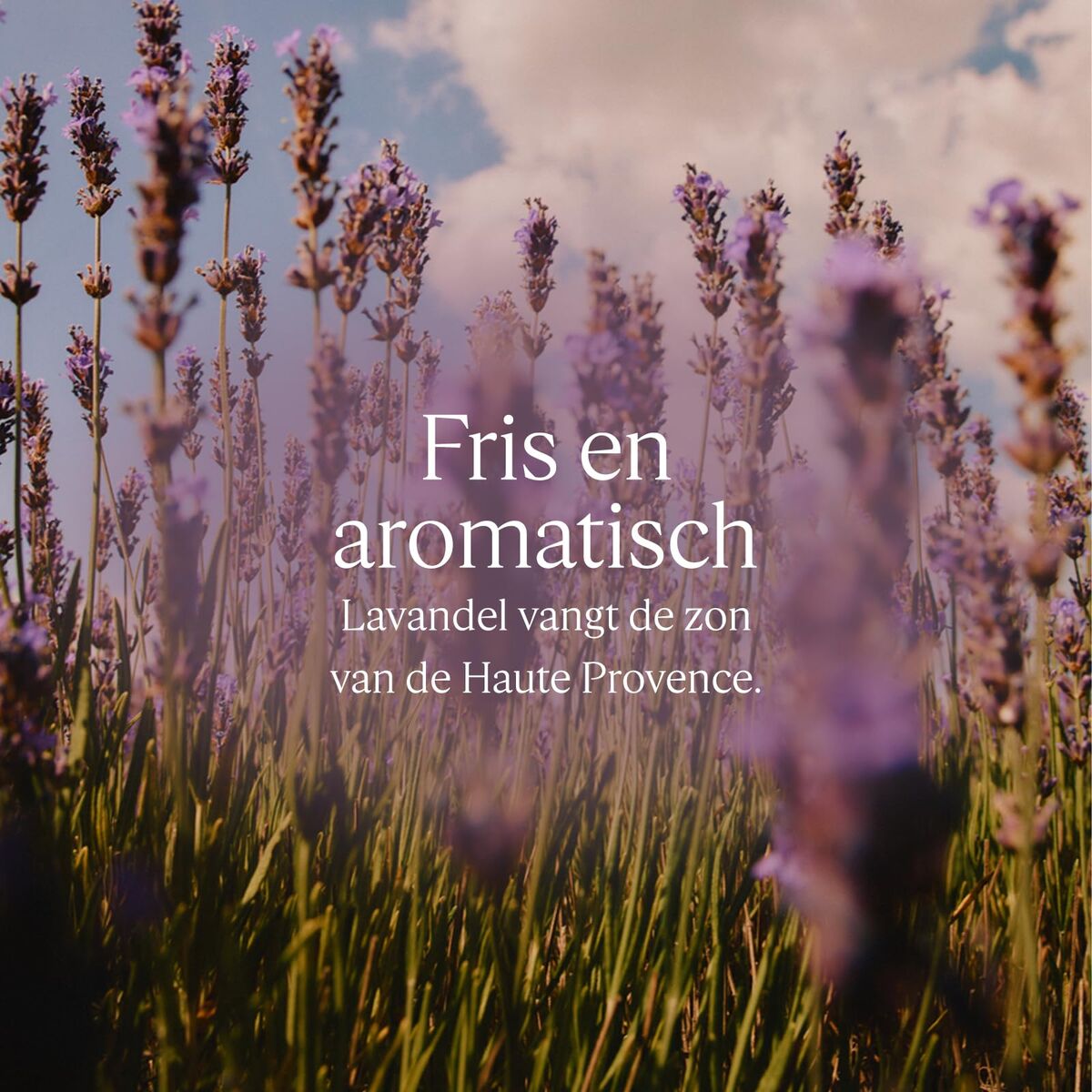 V2HF2013E36B5767A2149BBF114AF84451ER7711903P2