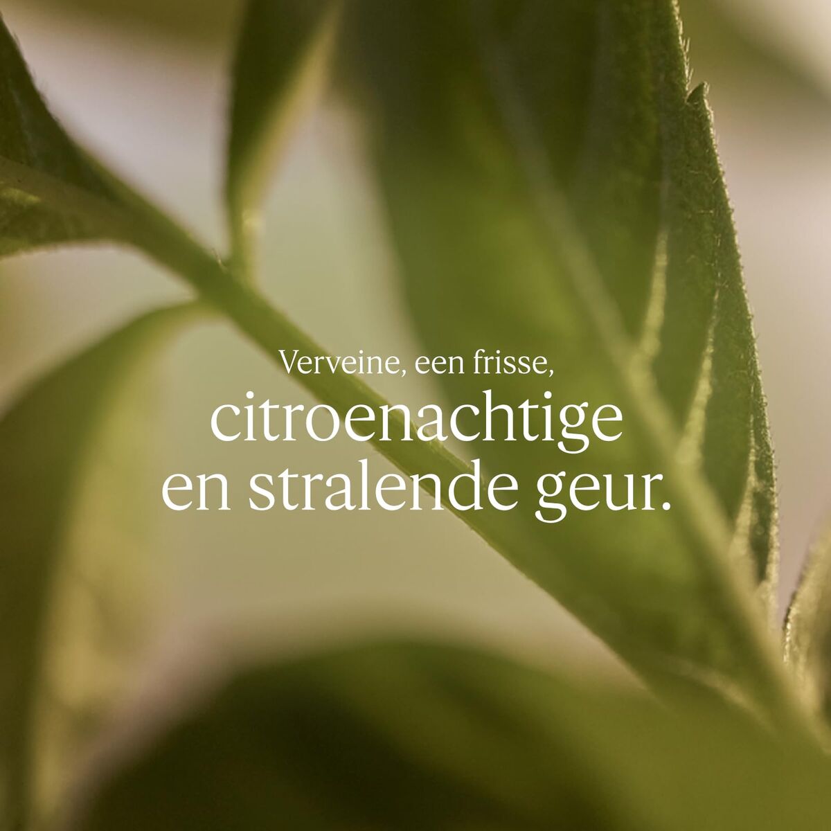 V2H12E7A4B2C5EB254C6CE10CCDE87EA0E5R7708031P3